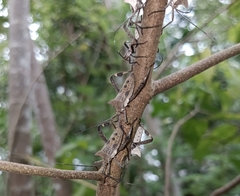 Trematocoris lobipes