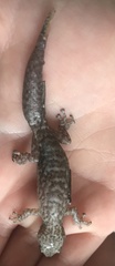 Afrogecko porphyreus