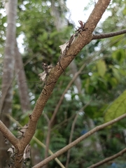 Trematocoris lobipes