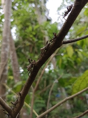 Trematocoris lobipes