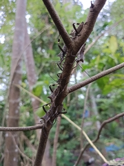Trematocoris lobipes