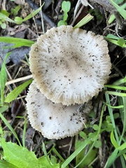 Marasmius albogriseus