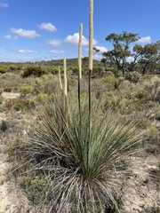 Xanthorrhoea caespitosa