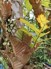 Drynaria quercifolia