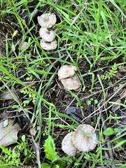 Marasmius albogriseus