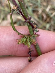 Rumex brownii