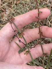 Rumex brownii