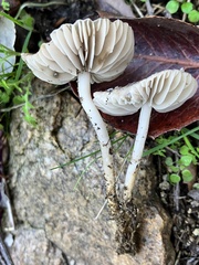 Marasmius albogriseus