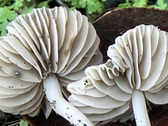 Marasmius albogriseus