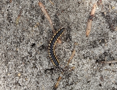 Asiomorpha coarctata