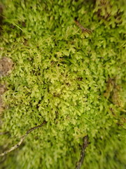 Lepidoziaceae