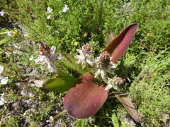 Lachenalia