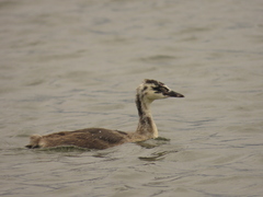 Podiceps cristatus australis