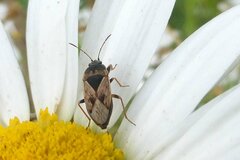Trapezonotus ullrichi