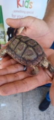 Homopus areolatus