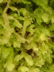 Lepidoziaceae