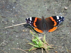 Vanessa atalanta