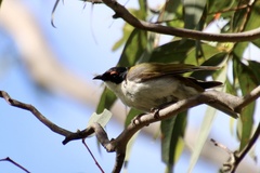 Melithreptus lunatus