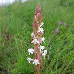 Satyrium longicauda longicauda