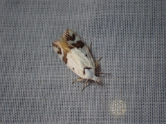Oecophorinae