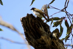Melithreptus lunatus