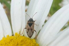 Trapezonotus ullrichi