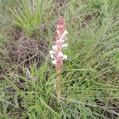 Satyrium longicauda longicauda