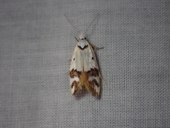 Oecophorinae