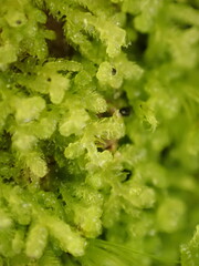 Lepidoziaceae