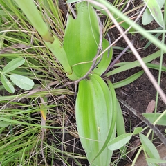 Satyrium longicauda longicauda