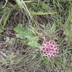 Asclepias albens