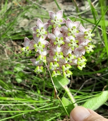 Asclepias albens
