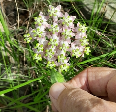 Asclepias albens