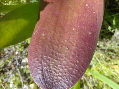 Lachenalia