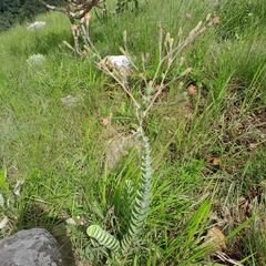 Lopholaena segmentata