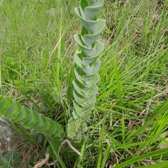 Lopholaena segmentata