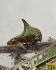 Umbonia