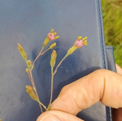 Lopholaena segmentata