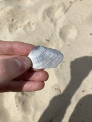 Latona deltoides