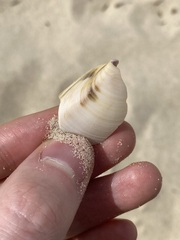 Austromactra rufescens