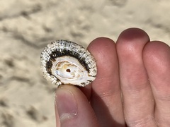 Scutellastra peronii