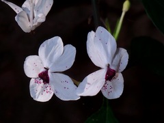 Pseuderanthemum bicolor