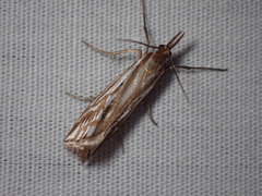 Hednota pleniferellus