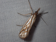 Hednota pleniferellus