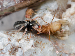 Chalcoscirtus karakurt