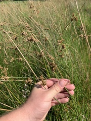 Juncus australis