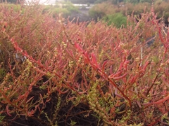 Suaeda australis
