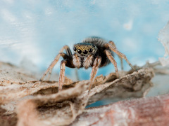 Chalcoscirtus karakurt