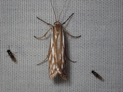 Hednota pleniferellus