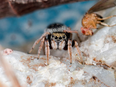 Chalcoscirtus karakurt